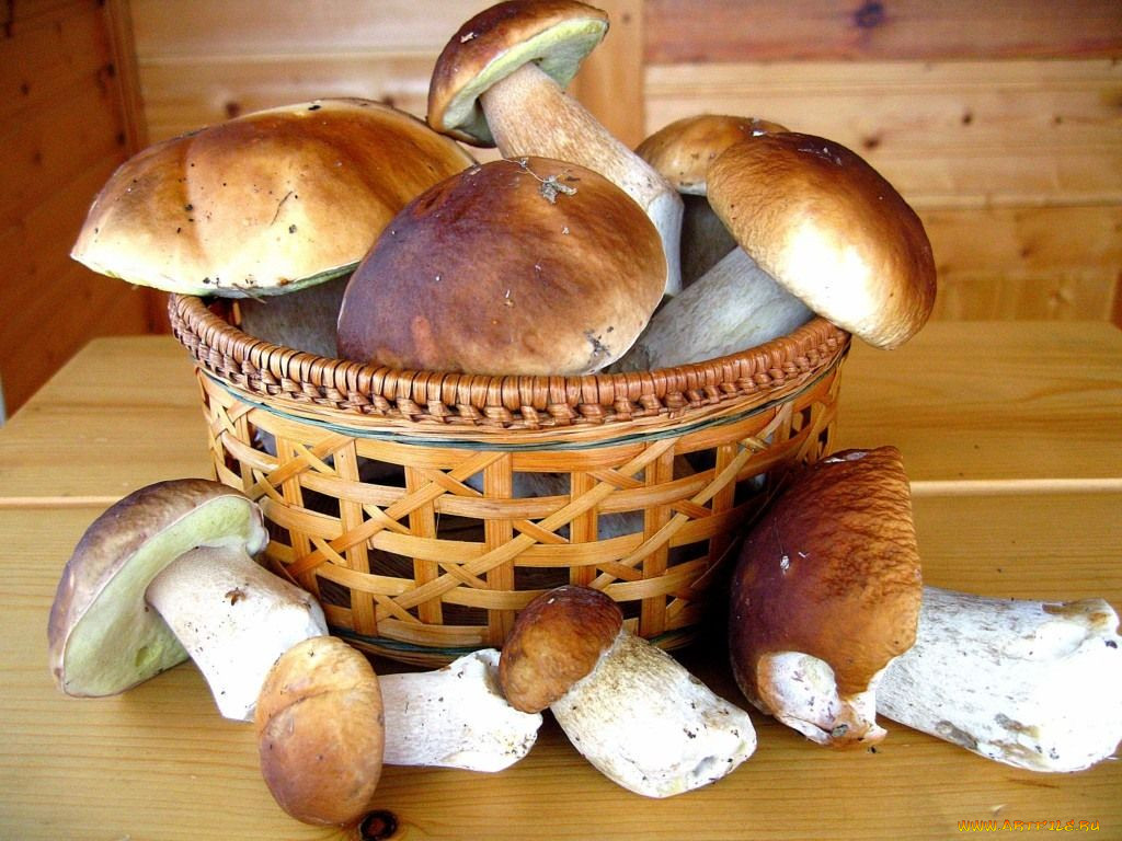 Как готовить грибы в домашних условиях. Грибы для приготовления пищи. Донские грибы. Ассортимент из грибов. Белый гриб в пищу.